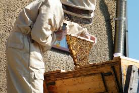 It is important to source high quality queens to avoid the possibility of introducing disease to your apiary. Towards Natural Beekeeping It S Not About The Honey Ethical Consumer