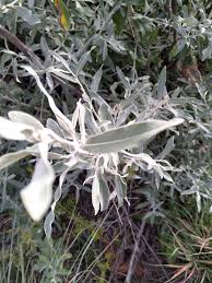 Image result for Tarchonanthus trilobus