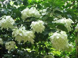 White Mussaenda Toby Tried Really Hard To Kill It Chewed It To A Stick After I Planted It But It Survived White Gardens Plants Planting Flowers