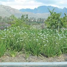Image result for Dietes
