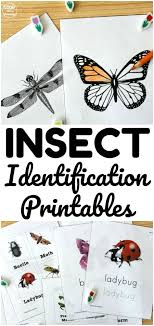 Today there are about 1 million known species, or types, of insect. Types Of Insects For Kids Insects Childrens House Just A Simple Game For Kids Jenna Blay
