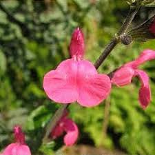 Image result for Sebaea microphylla