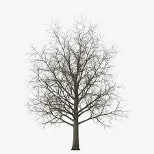 3d Model Of Red Maple Tree Winter 3d Model Red Maple Tree Maple Tree Maple Tree Tattoos