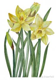 Watercolour Daffodils Botanical Illustration Poster By Farida Greenfield Botanical Painting Botanical Illustration Flower Drawing