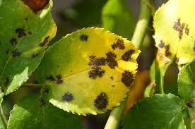 For wine growers this lack of chlorophyll inhibits the vine's ability to transmit sugar to the grape, leaving the resulting grapes with a low brix count that. Black Spot Fungal Disease Overview Gardening Channel