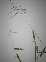 Image result for Digitaria abyssinica