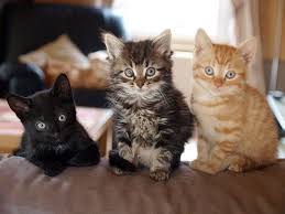 Black And White Tabby Cat Kitten Omg I Have Three Cats That And They Are A Brown Fuzzy Tabby A Black Cat With Some White And A Orange Tabby Kittens Cutest Pretty Cats Beautiful Cats