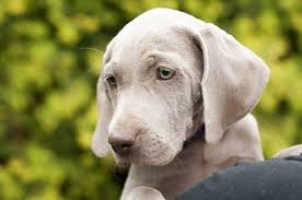 Puppy Feeding Schedule Puppy Feeding 101 Weimaraner