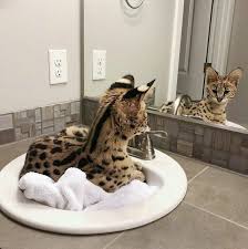 Animals Animals People Pets Animalistic Cute Animals Animals My Angels Animals Pets Animals Susseste Haustiere Niedliche Tiere Tiere