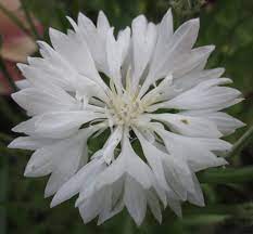 Wildflowers Cornflowers Beautiful Flowers Flowers Photography Cornflower