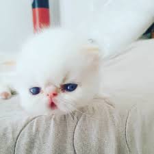 Kedisahiplendirme Kedi Cinskedi Irankedisi Irankedisiyavrulari Like4like Likeforlike Persiancat Kitten Denizlikedi Istanbulkedi Kittens Animals Cats
