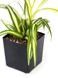 Image result for Chlorophytum