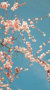 Spring Iphone Wallpaper Hd Best Wallpaper Hd Cherry Blossom Wallpaper Iphone Spring Wallpaper Hd Cool Wallpapers