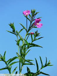 Image result for Epilobium hirsutum