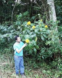 Image result for Justicia aurea