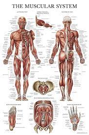 Brings shoulders and arms back to body. Muscular System Anatomical Poster Laminated Muscle Anatomy Chart Double Sided 18 X 27 Amazon Com Industrial Scientific