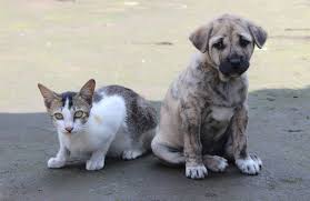 Animal shelter volunteering opportunities typically don't require past experience. Calling All Animal Advocates In Malaysia Volunteer To Save Our Animal Friends Packist Com