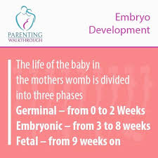 The Life Of The Baby In The Mothers Womb Is Divided Into Three Phases Germinal From 0 To 2 Weeks Embryonic From 3 To 8 Weeks Fe Development Life Parenting