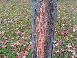Tree guards prevent deer from gaining direct access to the tree, which prevents damage caused by rubbing antlers and feeding on. Deer Going Buck Wild On Trunks How To Save A Tree After Antler Rub Damage Chicago Tribune