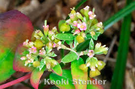 Image result for Euphorbia hyssopifolia