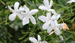 Image result for Jasminum stenolobum