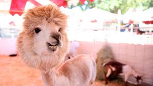Maybe you would like to learn more about one of these? 5 Animals At The Oregon State Fair You Shouldn T Miss