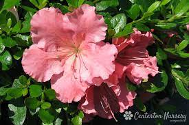 The compact nature of the gumpo pink azalea shrub plant, combined with its large, ruffled soft pink flowers make this an. Gumpo Pink Dwarf Azalea