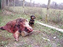 Image result for slovenský kopov