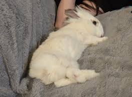 Image result for tbn:nuNU7FPK4A54yM::rvforsaleguide.com/images/bunny-resting-picture.jpg