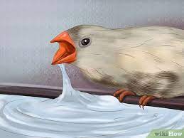 5 Ways To Raise Zebra Finches Wikihow