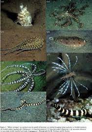 Mimic Octopus Mimic Octopus Octopus Weird Animals