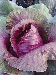 The Cook S Garden Cabbage Kalibos Planted In Los Olivos On May 23 2012 Http Www Cooksgarden Com Veget Winter Vegetables Gardening Cabbage Cabbage Seeds