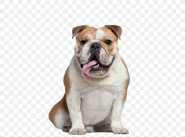 They may have similar names, but the english bulldog and the french bulldog are very different dogs, each with their own unique quirks and characteristics. French Bulldog Old English Bulldog Pug American Bulldog Png 433x605px Bulldog American Bulldog Australian Bulldog Breed