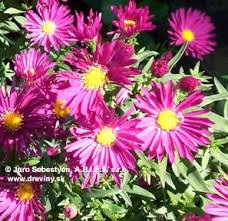 Astra novobelgická Winston Churchill