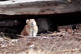 Many remedies that are used for eradicating mice can be almost more hazardous than the mouse problem itself, so finding a natural and safe way to get rid mice are adverse to certain powerful odors. How To Keep Mice Away From Your Car And Other Vehicles Hello Homestead