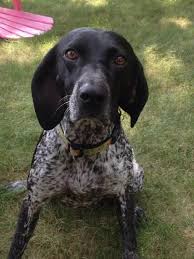 ☛ post german shorthaired pointer for adoption. Adopt Jasmine On Petfinder German Shorthaired Pointer Dog Pointer Dog German Shorthaired Pointer