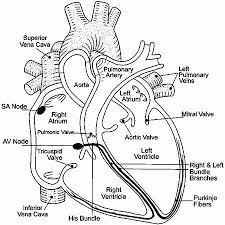 Heart Diagram Worksheet Blank Diagram Worksheet Vishalcargopackersmover In 2020 Heart Anatomy Medical Anatomy Heart Anatomy Drawing