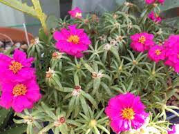 In some cold areas they are only grown as annuals. Portulaca Seeds Giving Small Flowers