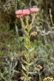 Image result for Helichrysum ellipticifolium