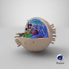Cell Animal 3d Model In 2020 Animal Cell Project 3d Animal Cell Project Cells Project