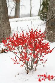 Gartengestaltung Beeren Strauch Idee Winter Farben Rot Schnee Winterpflanzen Pflanzen Blumen Fur Garten