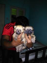 67667 both white black male female available. Mini Pomeranian Puppies Available In Bengaluru