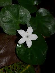 Image result for Geophila repens