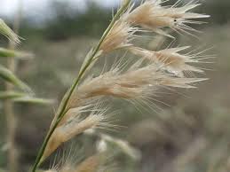 Image result for Schmidtia pappophoroides