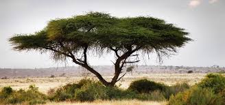 Image result for Acacia