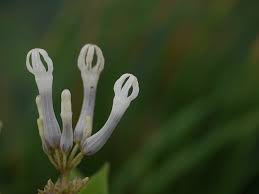 Image result for Ceropegia rubella