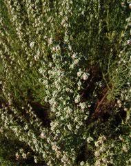 Image result for Dewildemania filifolia