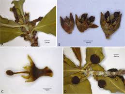 Image result for Rytigynia sp. M