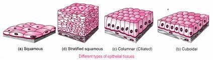 Then (a) describe what you see, and (b) give examples of locations in the body where this tissue is found. Describe The Structure And Function Of Different Types Of Epithelial Tissues Draw The Diagram For Each Type Of Epithelial Tissue Cbse Class 9 Science Learn Cbse Forum