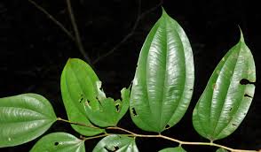 Image result for Anisophyllea